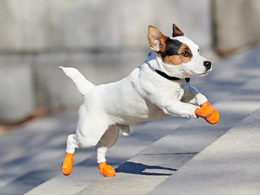 Dog shoes outlet